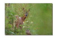 Chevrette dans les hautes herbes