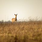 chevrette en fin d'après midi