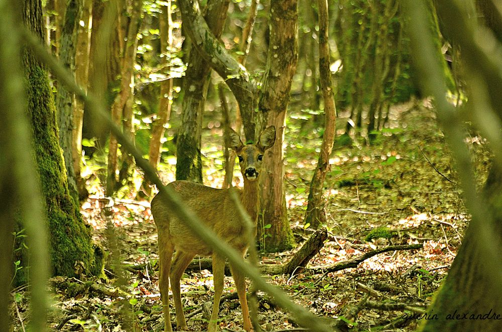 chevrette en sous bois