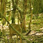 chevrette en sous bois