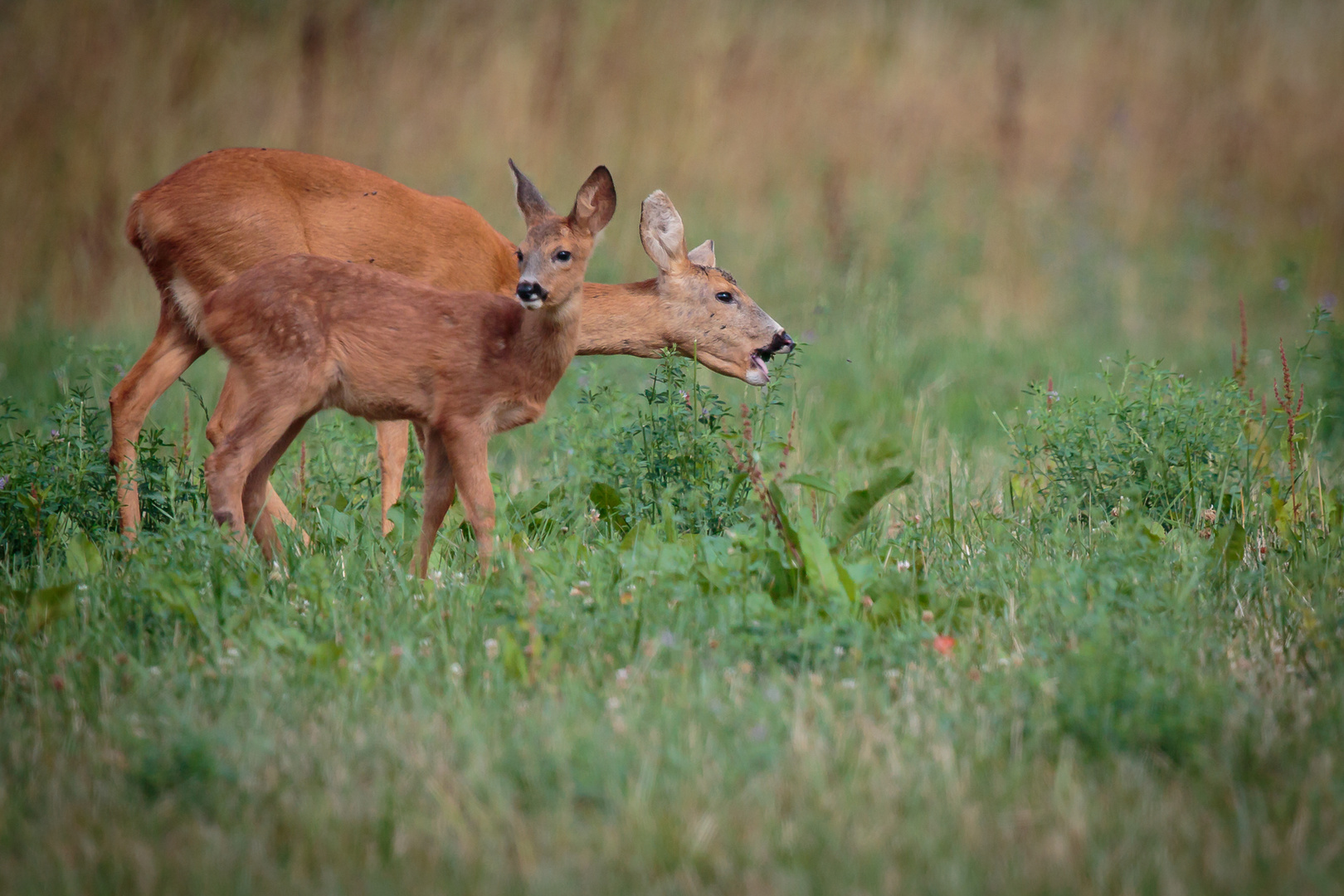 Chevrette et son Bambi -2