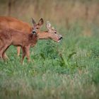 Chevrette et son Bambi -2