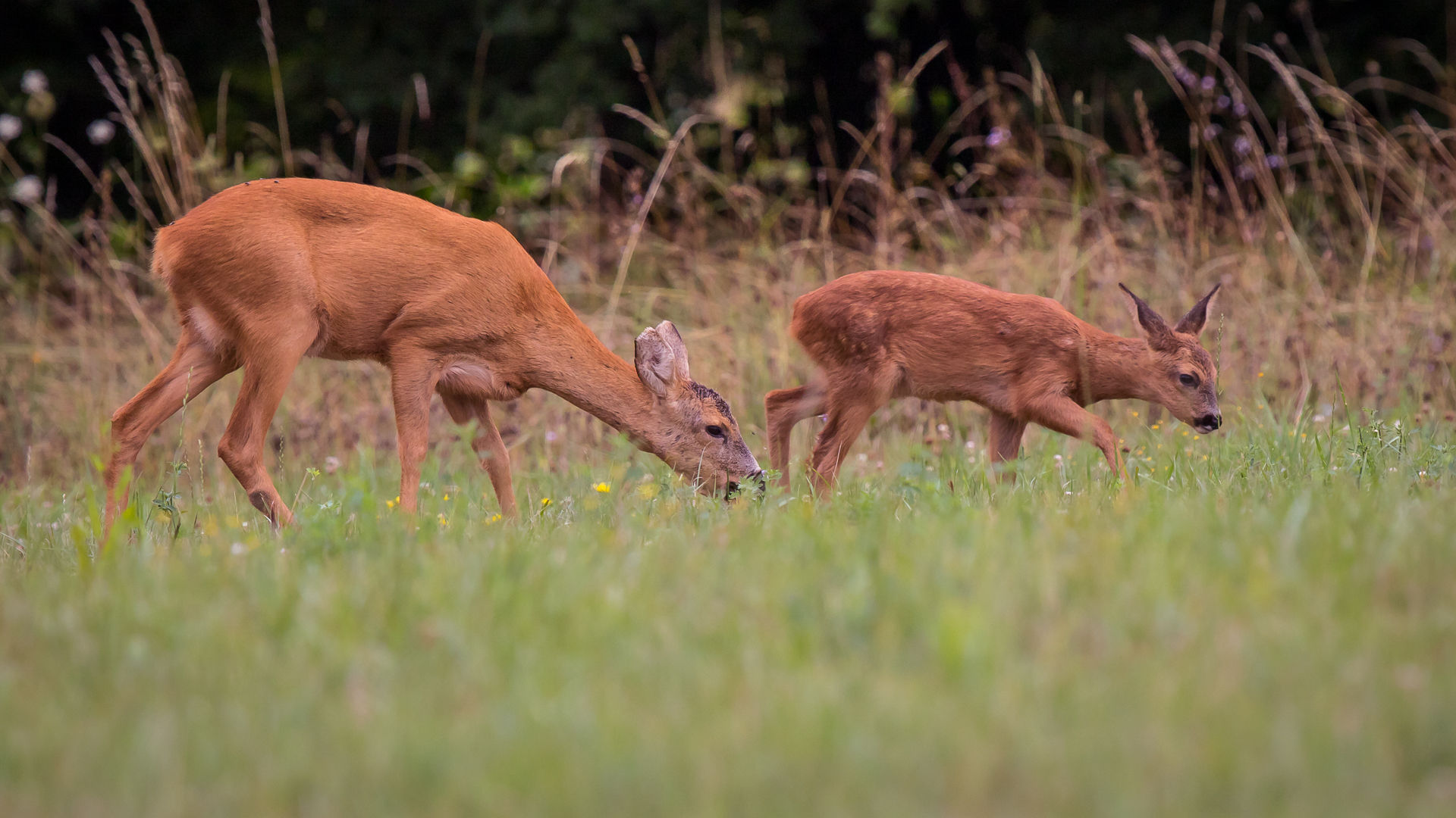 Chevrette et son Bambi,