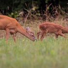 Chevrette et son Bambi,