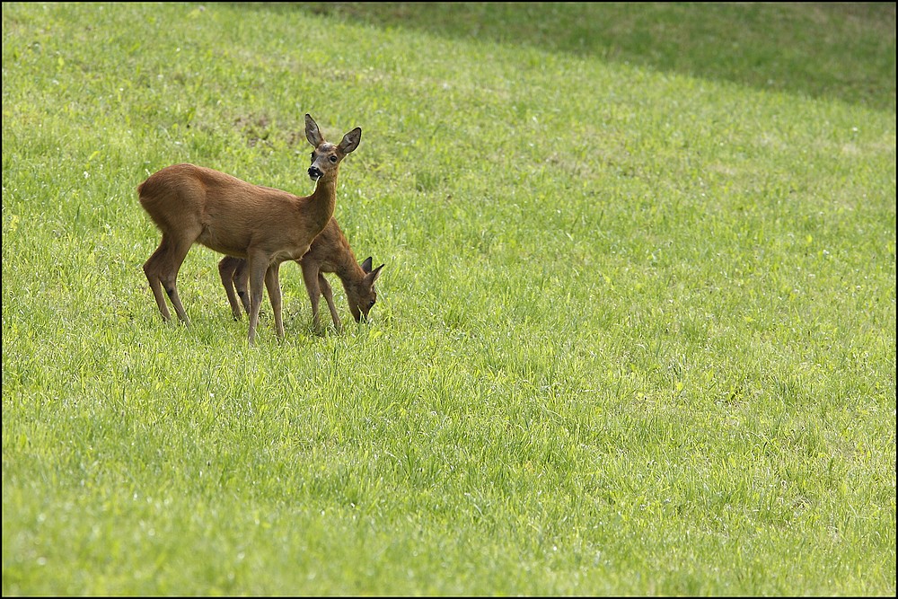 Chevrette et son chevrillard