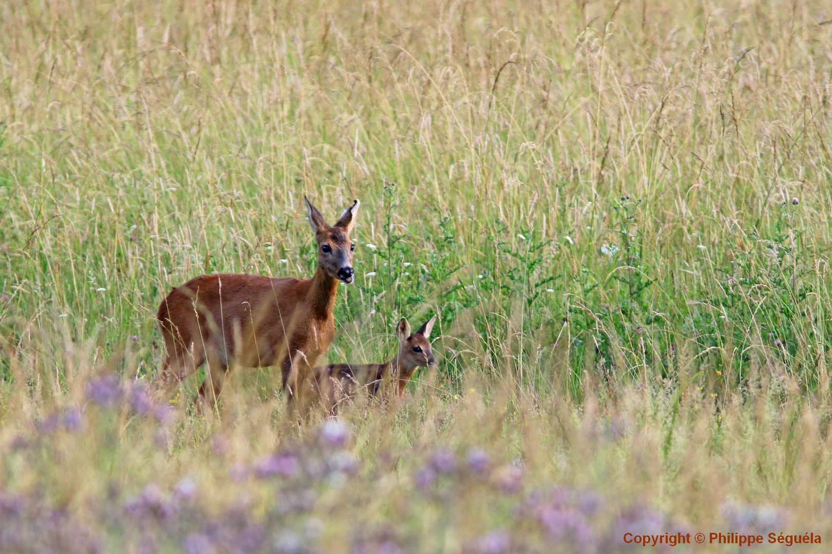 chevrette et son jeune 