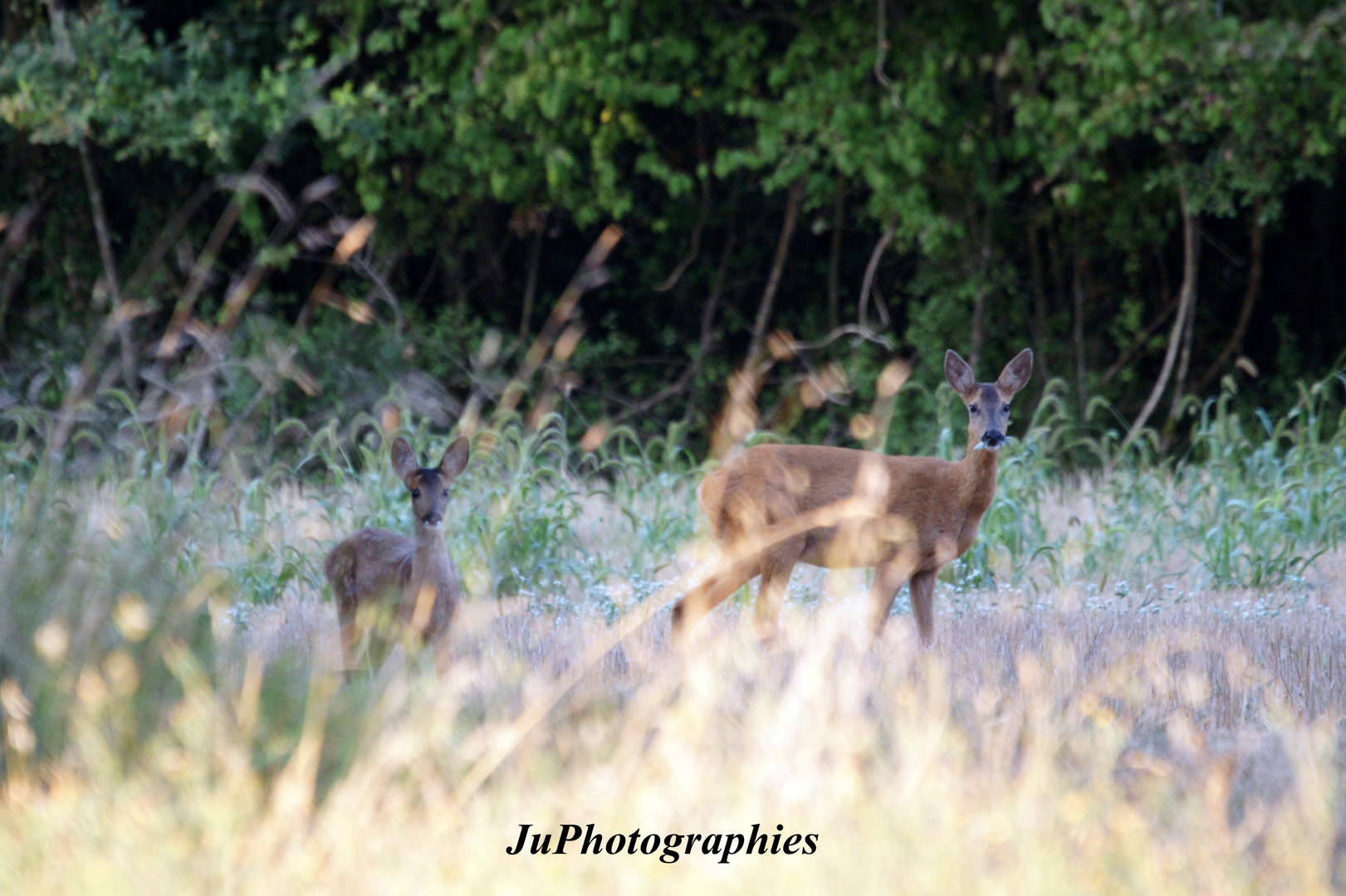 Chevrette et son petit...