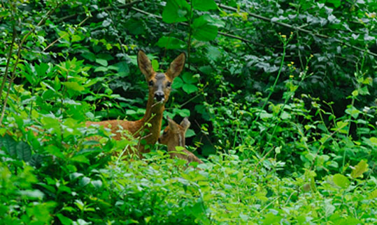 Chevrette et son petit