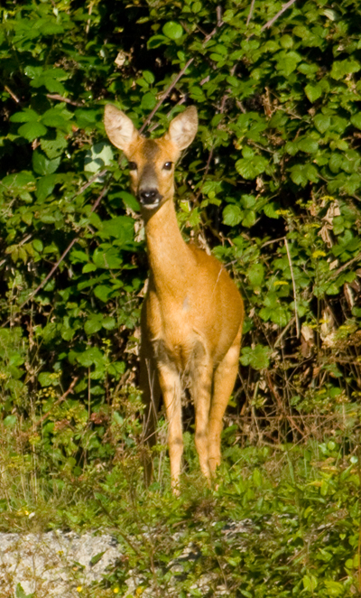 chevrette (mère des 2 fans qui suivent)