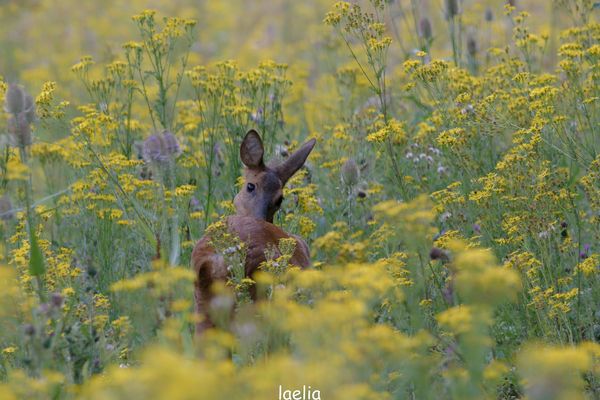 chevrette ton regard en dis long je n ai pas peur 