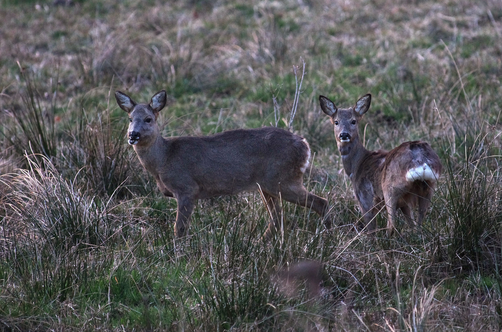 Chevrettes