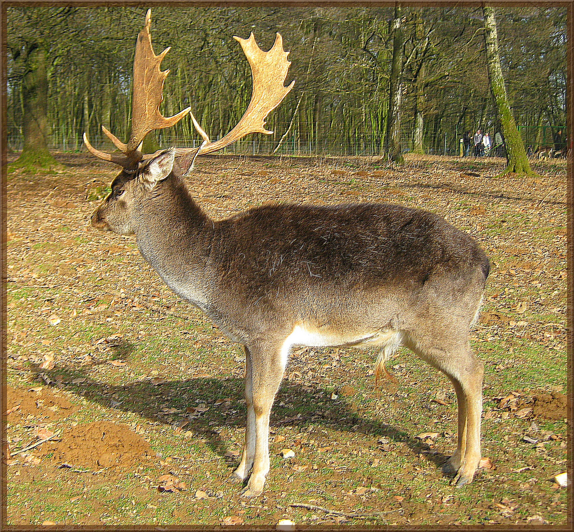 Chevreuil photo et image animaux, animaux sauvages, cervidés sauvages Images