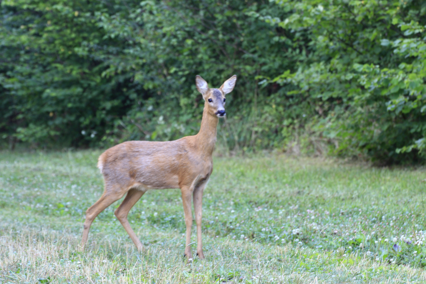  Chevreuil  photo et image animaux animaux sauvages 