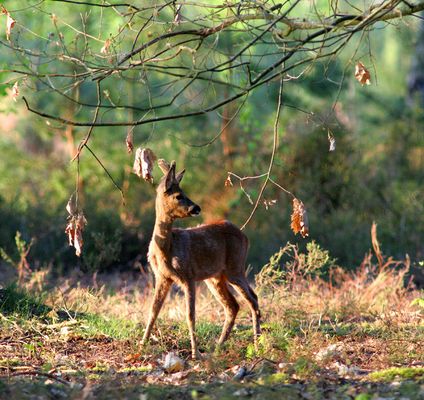 Chevreuil aux aguets !