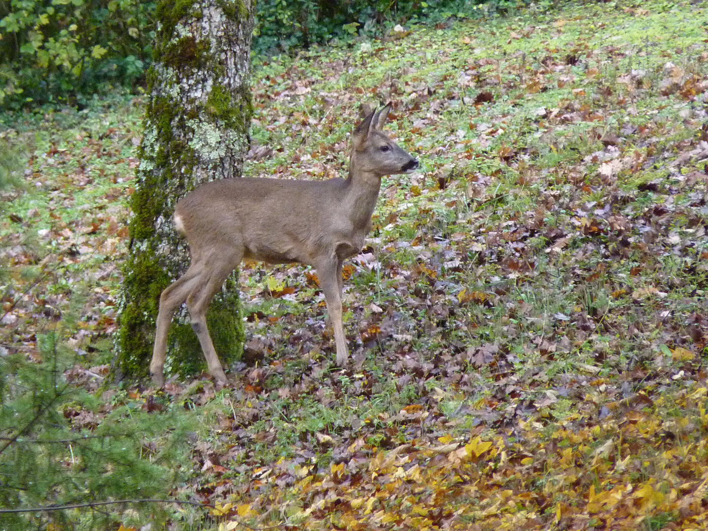 Chevreuil bruniquelais