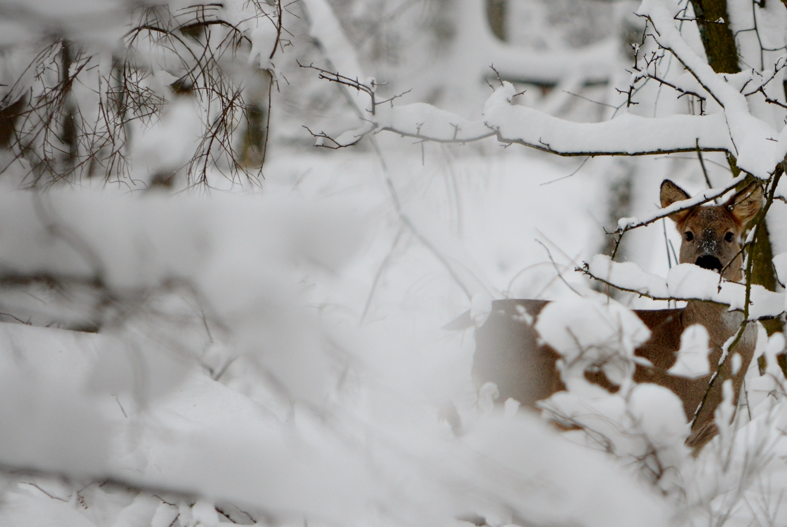 Chevreuil dans la neige