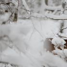 Chevreuil dans la neige