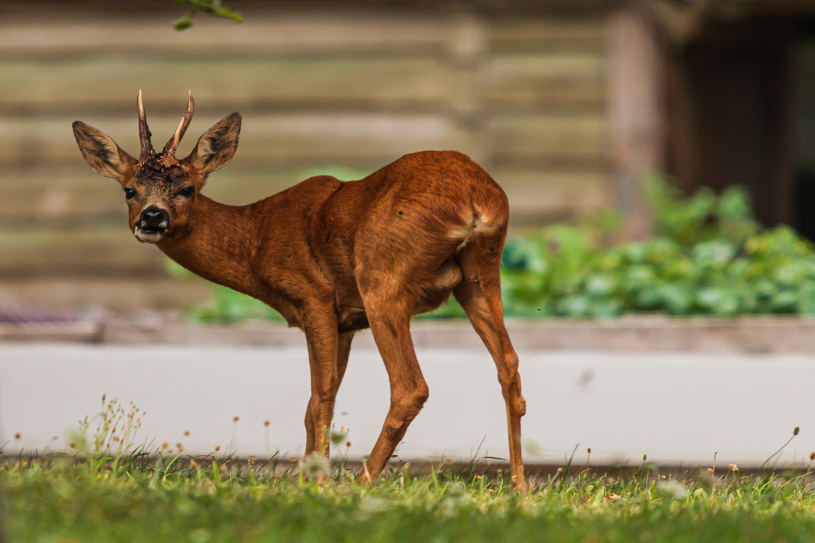 chevreuil dans le jardin