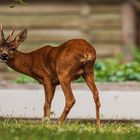 chevreuil dans le jardin