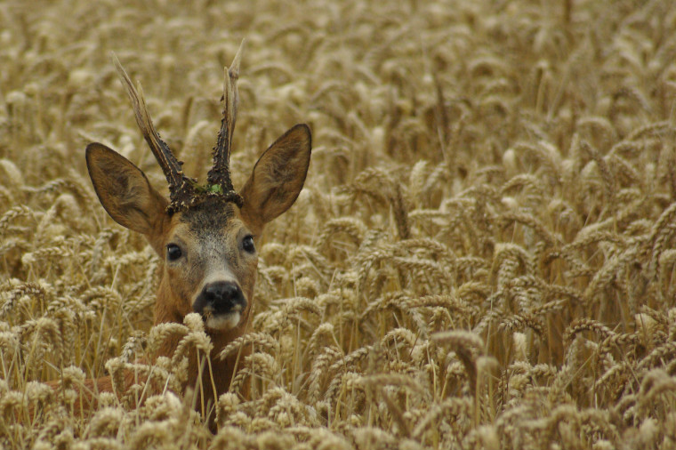 Chevreuil dans les blés de Bourgui 