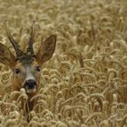 Chevreuil dans les blés