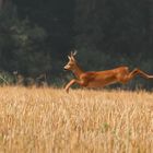 Chevreuil dans les blés (2)