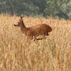 Chevreuil dans les blés (3)