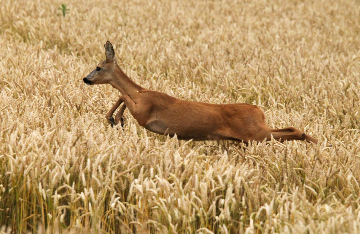 Chevreuil dans les blés 