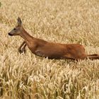 Chevreuil dans les blés 