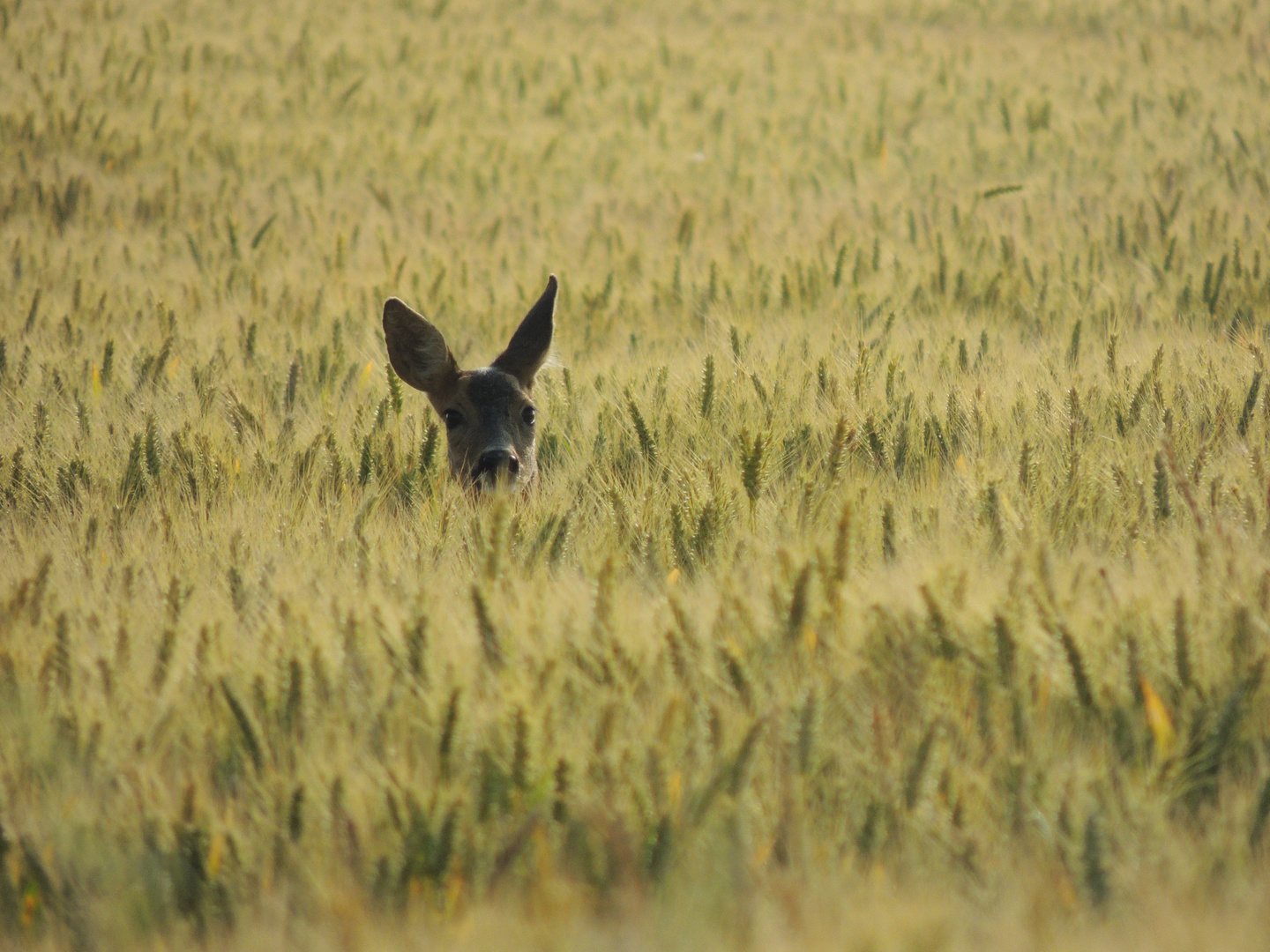 Chevreuil dans les blés