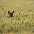 Chevreuil dans les blés