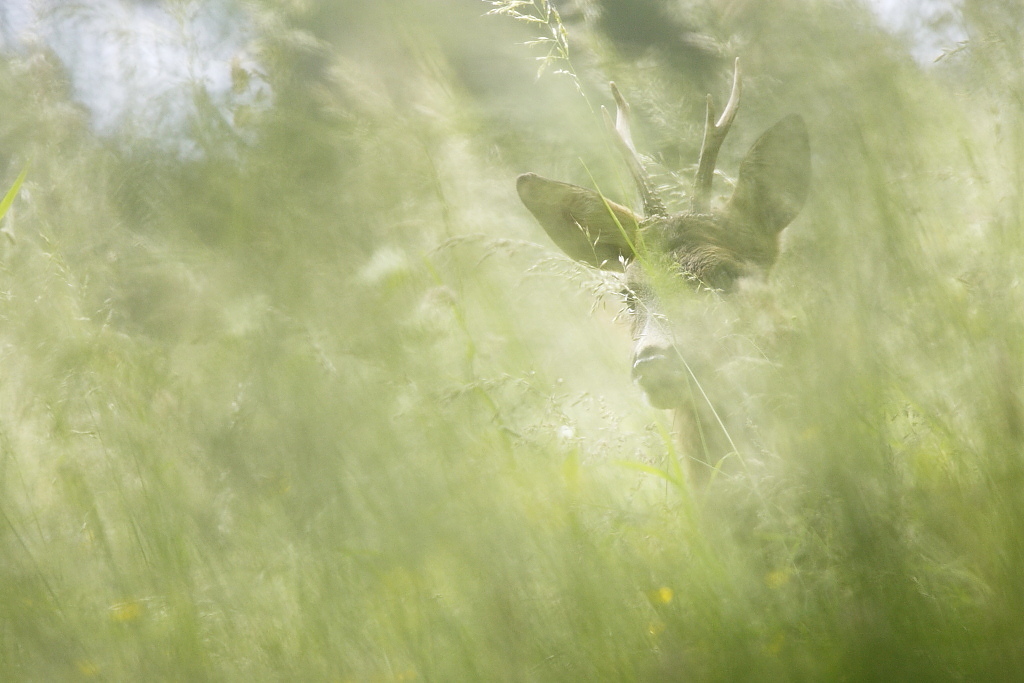 Chevreuil dans les Hautes Herbes