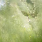 Chevreuil dans les Hautes Herbes