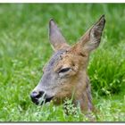 chevreuil dans l'herbe