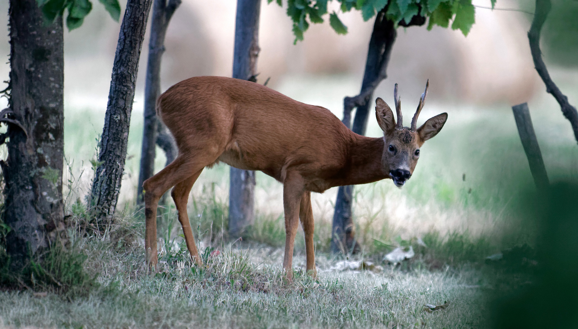 chevreuil  du matin photo et image animaux animaux 