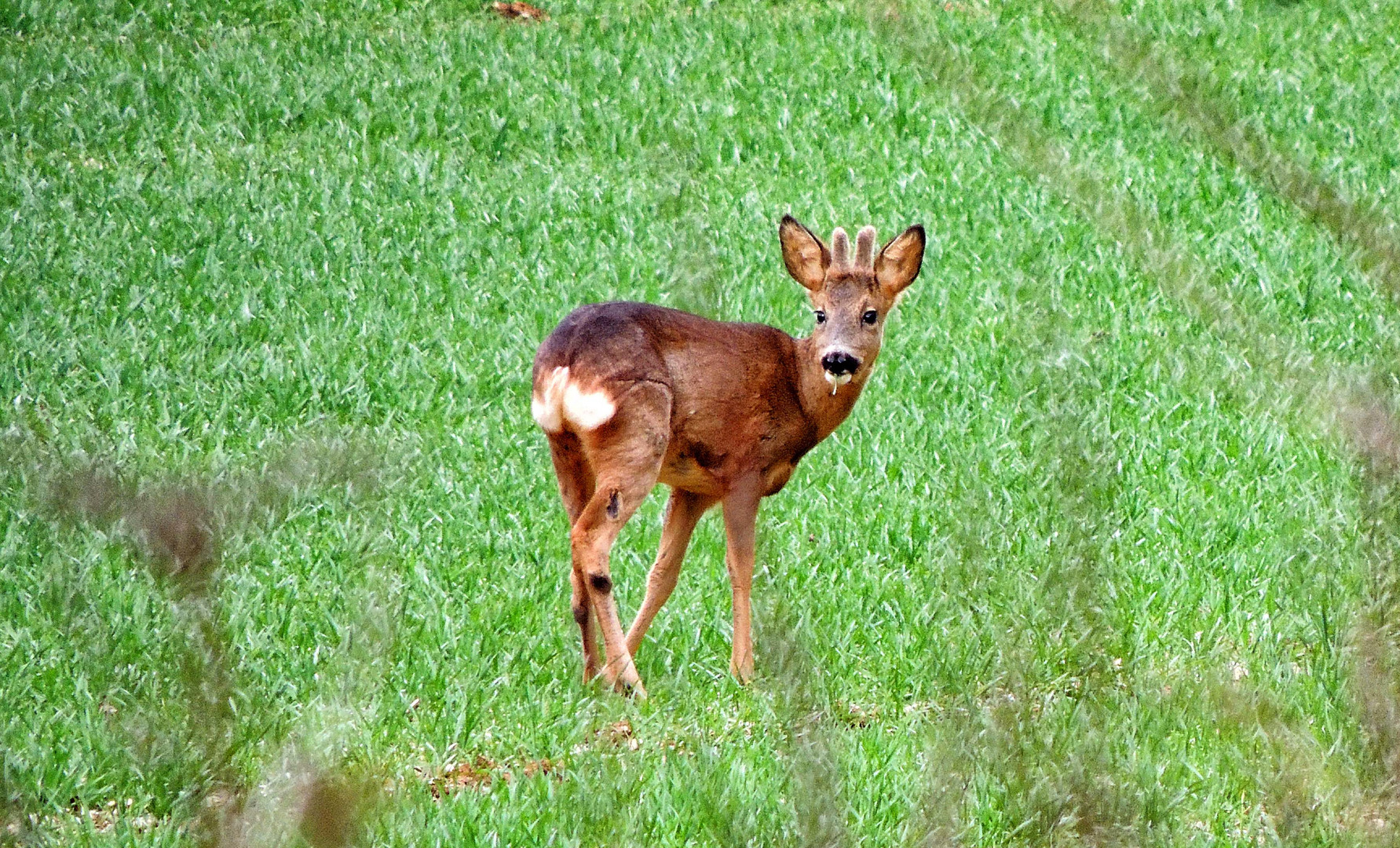 Chevreuil mâle (brocard) aux bois de velours