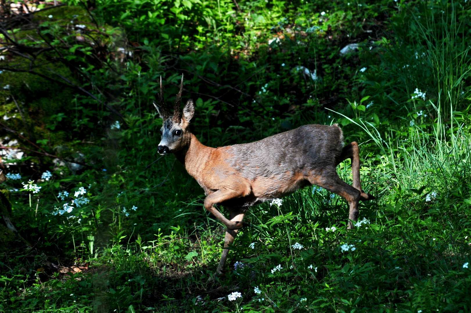 chevreuil surpris dans le bois !!!