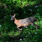 chevreuil surpris dans le bois !!!