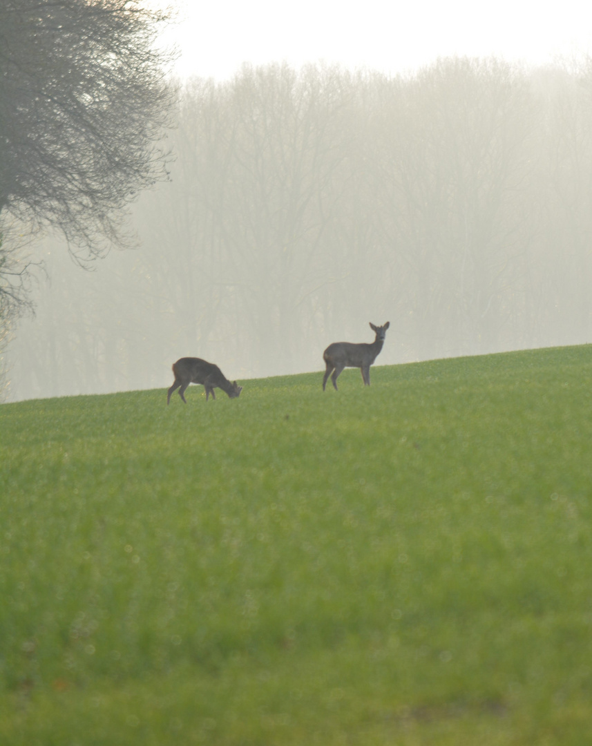 Chevreuils