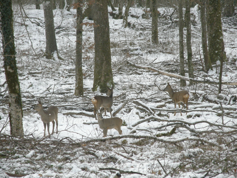 chevreuils