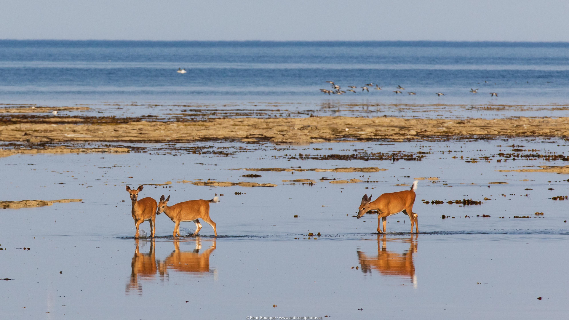 Chevreuils à marée basse, pointe ouest de l'île Anticosti