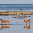 Chevreuils à marée basse, pointe ouest de l'île Anticosti