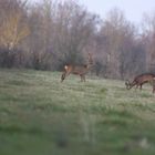 Chevreuils au repas