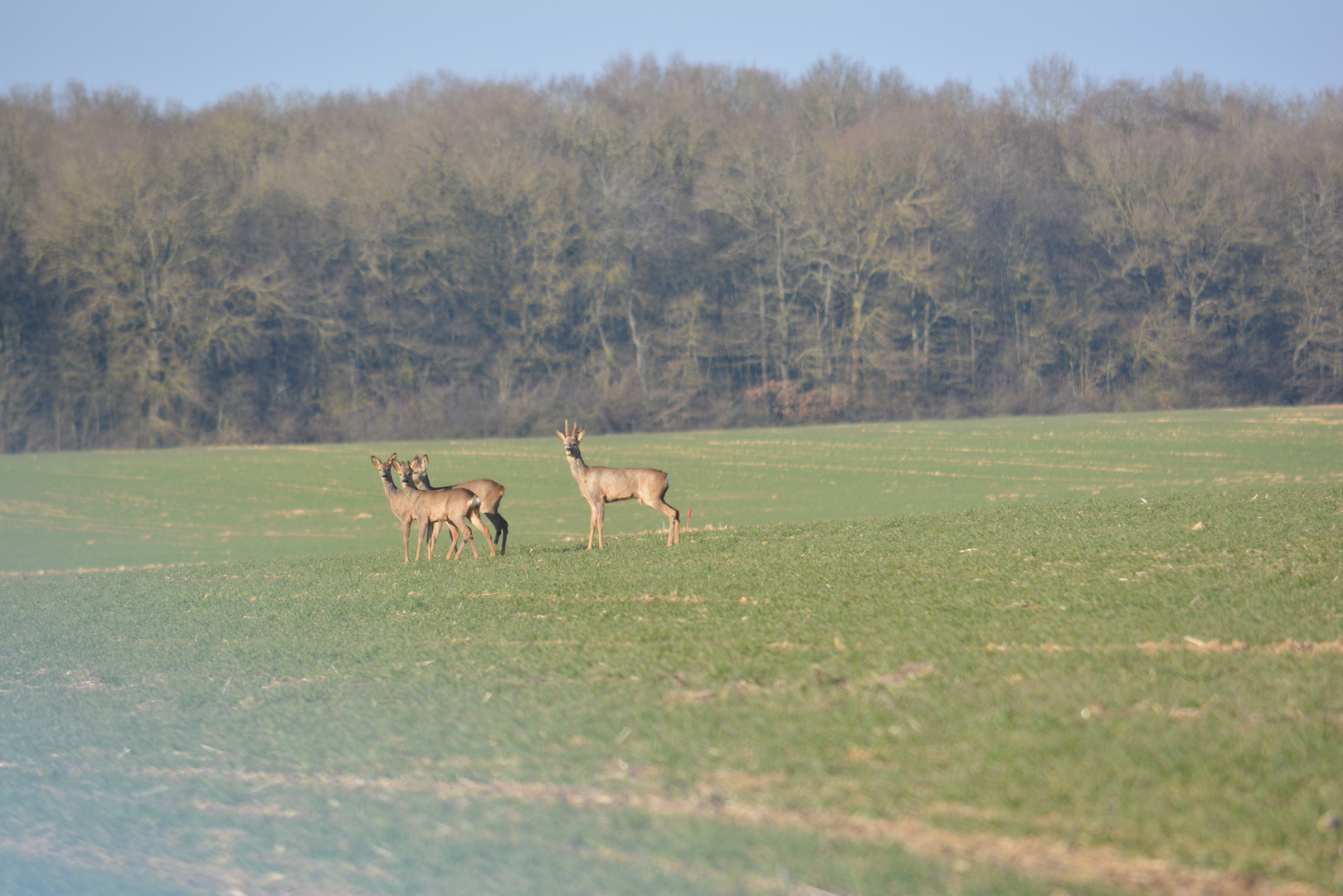 Chevreuils