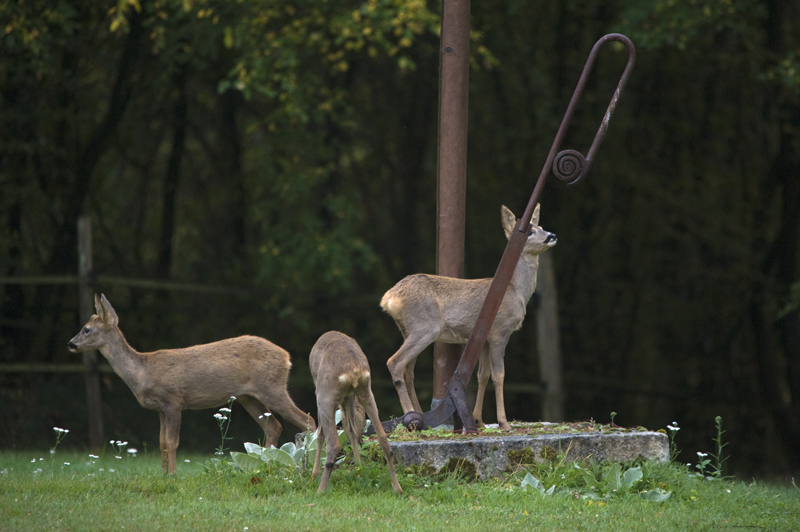 Chevreuils