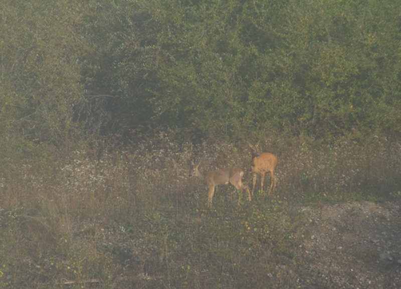 chevreuils dans la brume