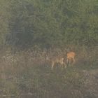 chevreuils dans la brume