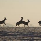 Chevreuils dans la neige-7