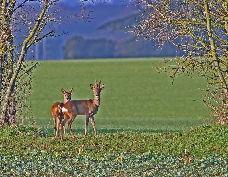 Chevreuils en couple