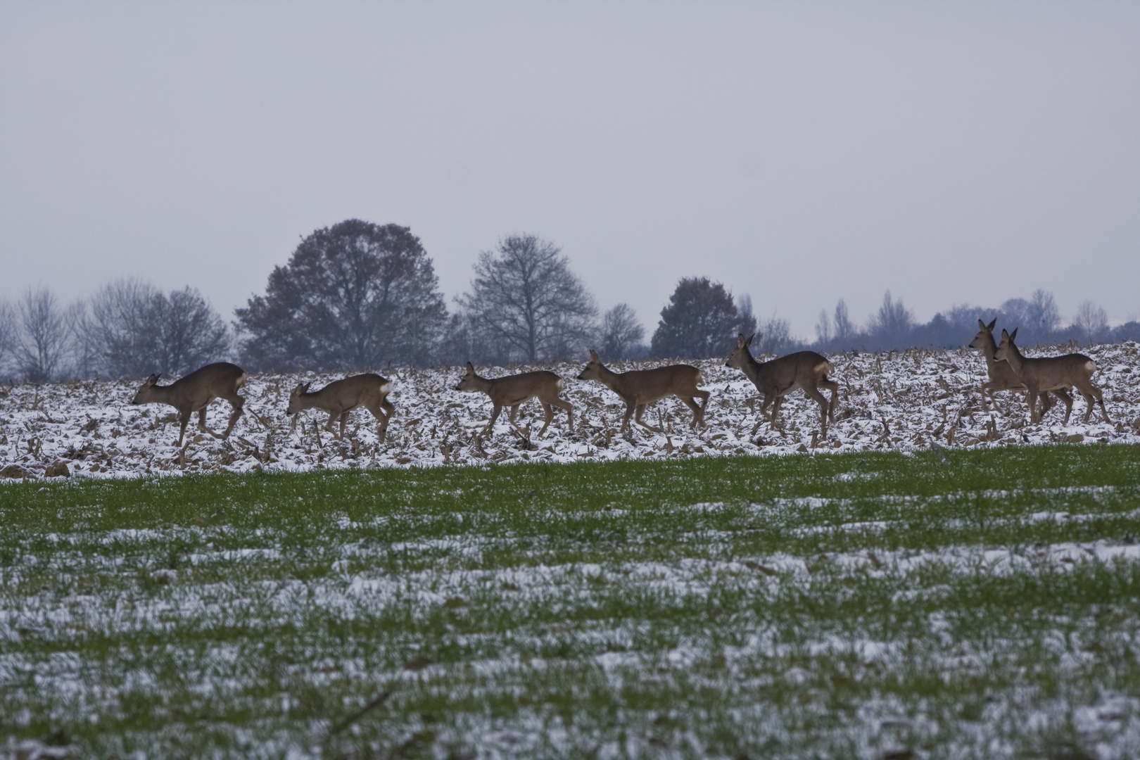 chevreuils en famille